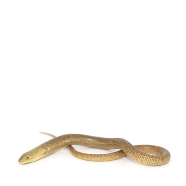 European Legless Lizard
